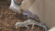 オオトカゲやニシキヘビも…アフリカのジャングル等に生息する動物とのふれあいイベント 津の百貨店「松菱」で16日まで