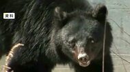 【速報】クマに襲われ女性死亡 頭をはじめ全身に引っかかれた傷 自宅居間で血を流して倒れているところを発見 岩手県北上市