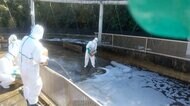 宮内庁の鴨場で鳥インフル 関東での確認は今シーズン初