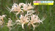 寒暖差が大きくなると“さらに白く”秋の到来告げる…白いヒガンバナ見頃【岡山・津山市】