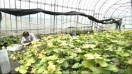 白神山地の湧き水で栽培する貴重なワサビ 秋田・藤里町