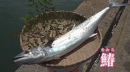 今が旬!サワラ漁に密着…釣ってすぐの「高鮮度処理」で超美味に ブランド化も【福岡発】