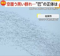 【独自】「あの早さはカラスじゃない！」空を埋めつくす絶滅危惧種の渡り鳥・トモエガモ　数万羽の大群に…温暖化の影響で分布に変化か　佐賀市