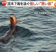 思わぬ珍客…海を泳ぐイノシシやシカたち　海上保安官が遭遇「流木かと思ったら」プロペラに毛が絡まる危険性も