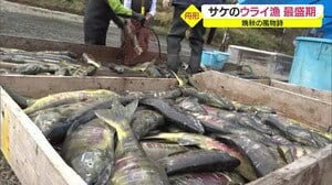 晩秋の風物詩・最上小国川の「ウライ漁」最盛期 山形県舟形町