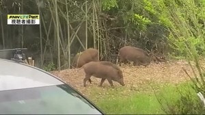 庭先に3頭のイノシシ…住民が撮影 宮城県内でイノシシが年々増加 県が注意呼びかけ 大崎市鹿島台