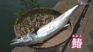 今が旬!サワラ漁に密着…釣ってすぐの「高鮮度処理」で超美味に ブランド化も【福岡発】