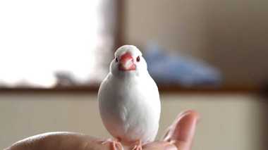 羽を出さずに宙に浮く!? 文鳥の“奇跡の瞬間”とらえた写真が話題