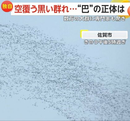 【独自】「あの早さはカラスじゃない！」空を埋めつくす絶滅危惧種の渡り鳥・トモエガモ　数万羽の大群に…温暖化の影響で分布に変化か　佐賀市