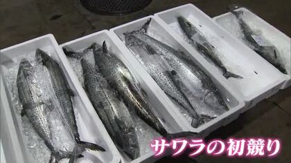 最高値は１キロ２万円…瀬戸内の春の味「サワラ」の初セリ　約１０００匹が競りに【香川】