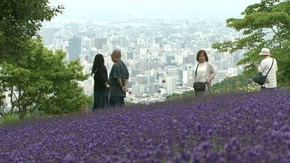 【ココだけの絶景】札幌の夏に出会える“天空のラベンダー園”―紫の絨毯の眼下に広がるのは札幌中心部の街並み＿異常な暑さで開花早まる