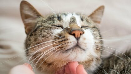 猫が出す“ゴロゴロ音”…使い分けをしているって本当？どんな風に鳴いているのか見分けるポイントを獣医に聞いた