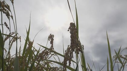 関東甲信地方の9月上旬の「日照時間が最小、降水量が最多」　東京、神奈川、埼玉、千葉、茨城、群馬、栃木、長野、山梨での日照時間は平年の3割以下、降水量は平年の5倍以上の所も　今後10日間程度は続く見込み