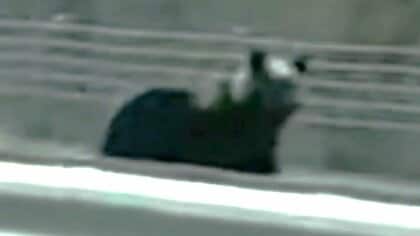 【ヒグマ速報・動画あり】「あっクマだ！怖い！でかい！」撮影者をチラチラ見ながら道路を横断するクマ＿体長は1.7mほどか〈北海道遠軽町・旭川紋別自動車道白滝IC付近〉