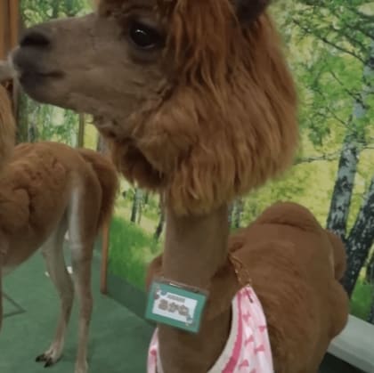 【新宿のアルパカ】まるでペガサス！？斬新な“夏スタイル”に歓喜　SNS投票でデザインカット…羽やハートの形に「激かわッ！」「天使！」