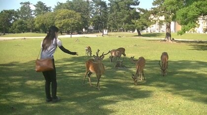 奈良公園のシカに変化？コロナ禍で“せんべいを見せている間のおじぎ”の回数が減少…理由を研究者に聞いた