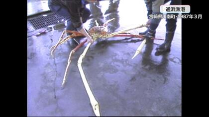 世界最大のカニと言われる「タカアシガニ」の大物！1987年の記録映像　重さ13キロ超、脚を広げると3メートル超　50人分の鍋料理ができる大きさで当時の落札額は1万円