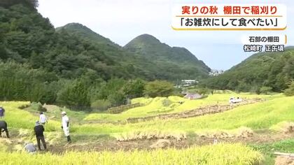「お雑炊にして食べたい!」実りの秋到来　石部の棚田で稲刈り・松崎町