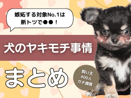 【飼い主400人に調査】犬のヤキモチ対象No.1はやっぱり●●!飼い主を虜にする可愛いエピソードが続々