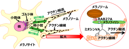 【研究報告】フラボノイド「ラムナジン」によるメラノソーム輸送阻害効果を発見!美白効果が期待