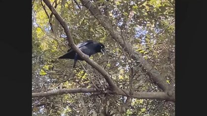 「オハヨウ、オハヨウ」声の主はカラスだった…5年ほど前から神社に住み着く　参拝者「人生初」と驚き