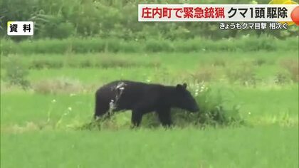 庄内町で子グマ1頭を緊急銃猟で駆除・米沢市笹野ではクルミの木に子グマ　山形市泉町でも目撃　山形