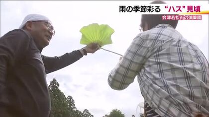 眺めて楽しみ“盃”としても…！？　ハスが見ごろを迎えた会津若松市・御薬園　市民無料招待に合わせ催し