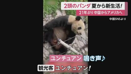 21年ぶりのパンダ外交 シンバオとユンチュアン 2頭のパンダが夏 21年ぶりのパンダ外交 シンバオとユンチュアン 2頭のパンダが夏