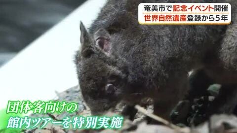 世界自然遺産登録から５年　奄美市で記念イベント開催・鹿児島