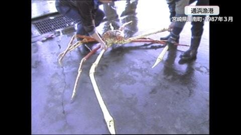世界最大のカニと言われる「タカアシガニ」の大物！1987年の記録映像　重さ13キロ超、脚を広げると3メートル超　50人分の鍋料理ができる大きさで当時の落札額は1万円