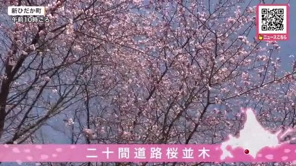 新ひだか町“二十間道路桜並木”でサクラ開花！約7キロに2000本超のエゾ