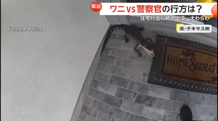 住宅の前に威嚇をしてくる小さめのワニ(Fulshear Police)