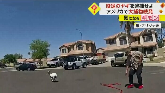 ヤギが逃走する様子