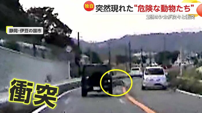側面から飛び出して衝突したシカ(視聴者提供)