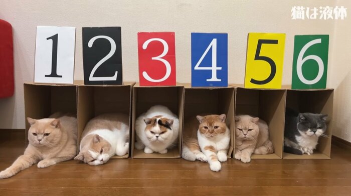 左から、ぽてと君・てんぷら君・あんみつちゃん・とんかつ君・みかんちゃん・じろうさん