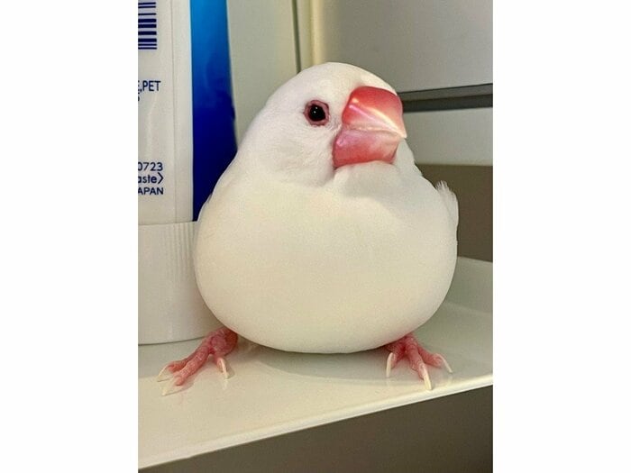 ろろちゃんの全体像