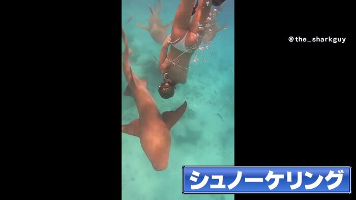 海中でサメとシュノーケリングを楽しむサーヴェロさん