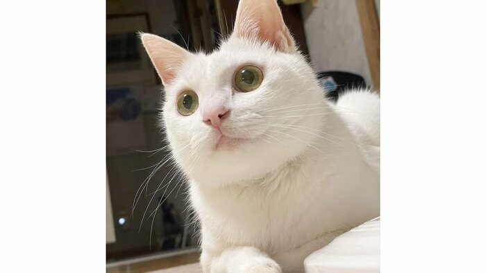 リリーちゃん