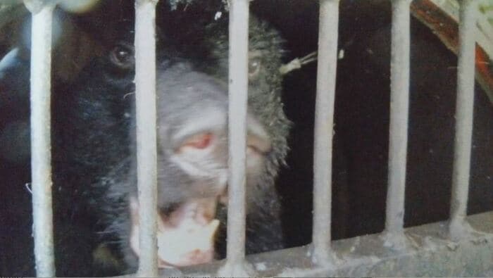 捕獲されたクマ