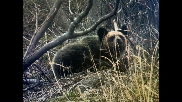 復元された宝大さんの写真