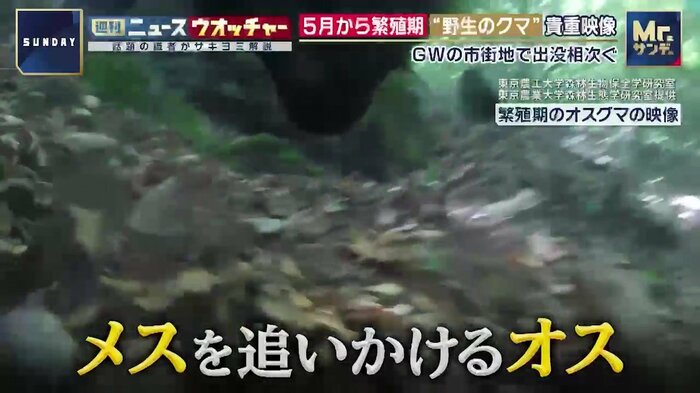 メスを追いかけるオスグマ