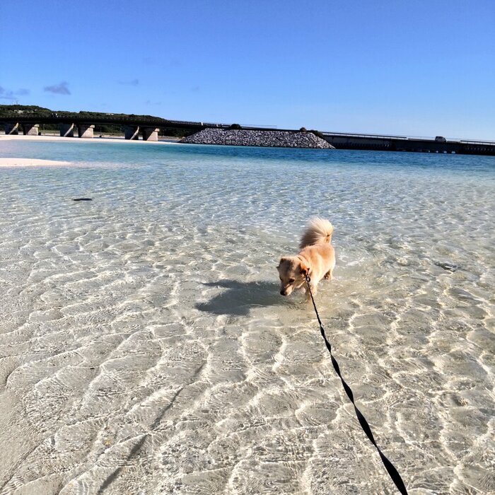 海で遊ぶ大吉くん