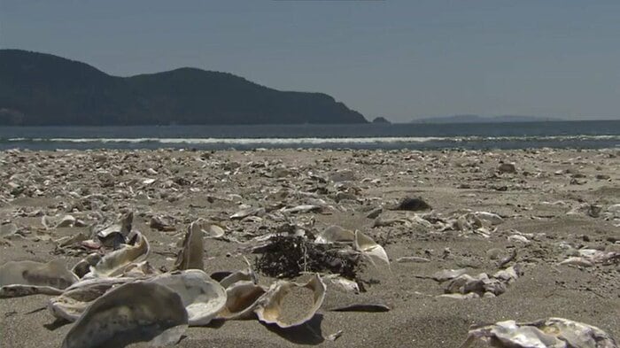 7月23日撮影 砂浜に漂着したカキ殻は津波後に一気に増加した