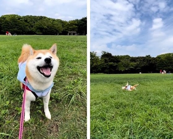 別の日も“ゴロゴロ遊び”中のヒナちゃん。楽しそう!