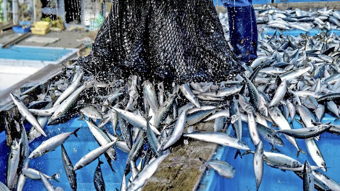 複合的な要因で魚が獲れなくなっている(画像:イメージ)