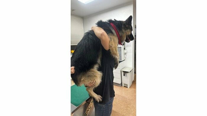 しがみつくTOBIくん(提供:Tobi and Bobi シェパード兄弟犬さん)