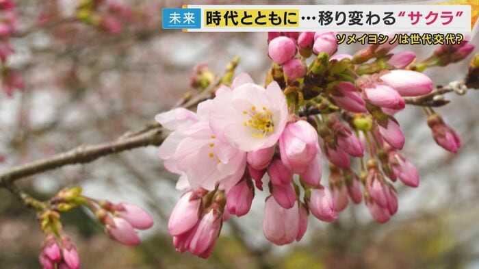 ジンダイアケボノ