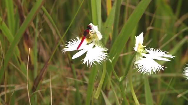 岡山県総社市のヒイゴ池湿地で絶滅危惧種のサギソウが咲き始める【岡山・総社市】