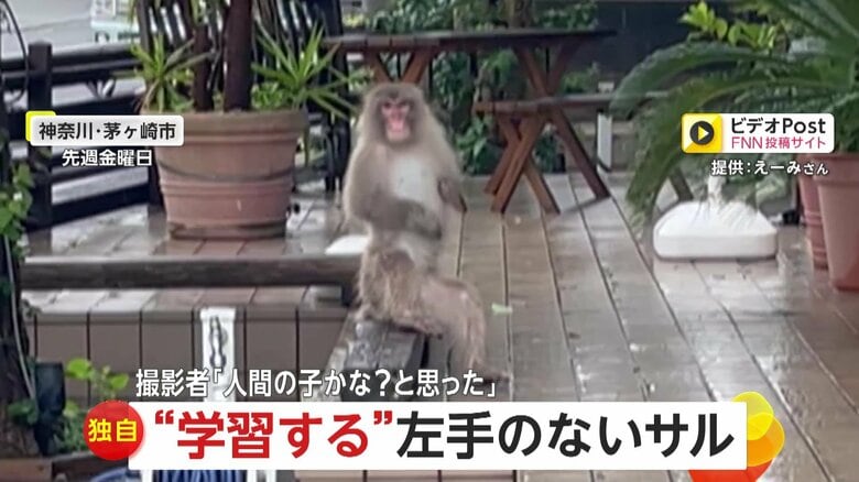 【独自】「人間の子どもかと」学習し続ける“左手のない猿” 　今度は二足歩行でガラス叩き店のドアを開けようと…　神奈川・茅ヶ崎市｜FNNプライムオンライン