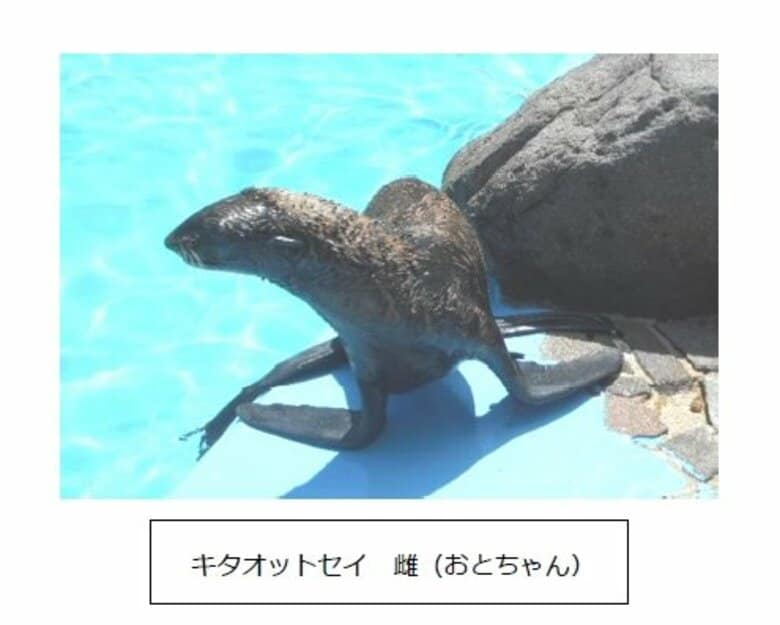 【速報】玉野海洋博物館　絶滅危惧種指定のキタオットセイ　メスの「おとちゃん」死ぬ【岡山】｜FNNプライムオンライン